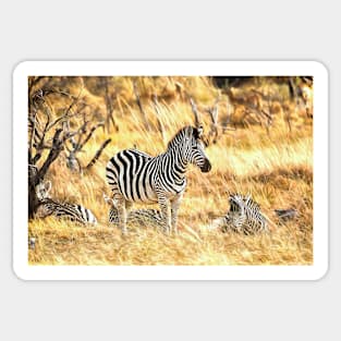 Zebras at Peace Sticker